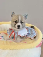 Coco w tail, a female Pembroke Welsh Corgi for sale in Rancho Cucamonga, CA – 1 of 4