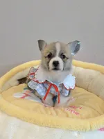 Coco w tail, a female Pembroke Welsh Corgi for sale in Rancho Cucamonga, CA – 2 of 4