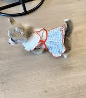 Coco w tail, a female Pembroke Welsh Corgi for sale in Rancho Cucamonga, CA – 4 of 4
