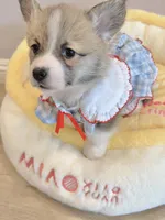 Coco w tail, a female Pembroke Welsh Corgi for sale in Rancho Cucamonga, CA – 3 of 4