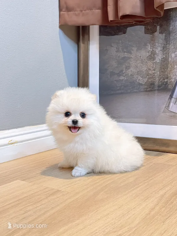 Snowball dollface – Pomeranian puppy for sale in Rancho Cucamonga, CA