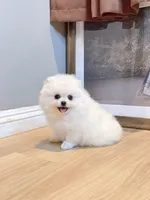 Snowball dollface, a male Pomeranian for sale in Rancho Cucamonga, CA – 1 of 5