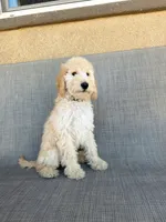 Mini cookie, a female Miniature Goldendoodle for sale in Rancho Cucamonga, CA – 4 of 4