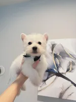 Milo, a male West Highland White Terrier for sale in Rancho Cucamonga, CA – Photo 1 of 5