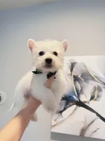 Milo, a male West Highland White Terrier for sale in Rancho Cucamonga, CA – Photo 5 of 5