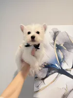 Milo, a male West Highland White Terrier for sale in Rancho Cucamonga, CA – Photo 4 of 5