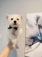 Milo, a male West Highland White Terrier for sale in Rancho Cucamonga, CA – Photo 3 of 5