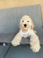 Mini peanut, a male Miniature Goldendoodle for sale in Rancho Cucamonga, CA – 3 of 4