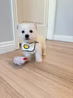 Lily, a female West Highland White Terrier for sale in Rancho Cucamonga, CA – Photo 3 of 5