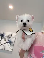 Lily, a female West Highland White Terrier for sale in Rancho Cucamonga, CA – Photo 4 of 5