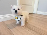 Lily, a female West Highland White Terrier for sale in Rancho Cucamonga, CA – Photo 2 of 5