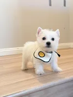 Lily, a female West Highland White Terrier for sale in Rancho Cucamonga, CA – Photo 1 of 5