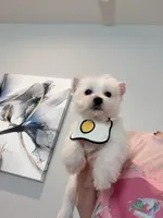 Lily, a female West Highland White Terrier for sale in Rancho Cucamonga, CA – Photo 5 of 5