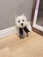 Snowball AKC, a male West Highland White Terrier for sale in Rancho Cucamonga, CA – Photo 4 of 7