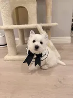 Snowball AKC, a male West Highland White Terrier for sale in Rancho Cucamonga, CA – Photo 7 of 7