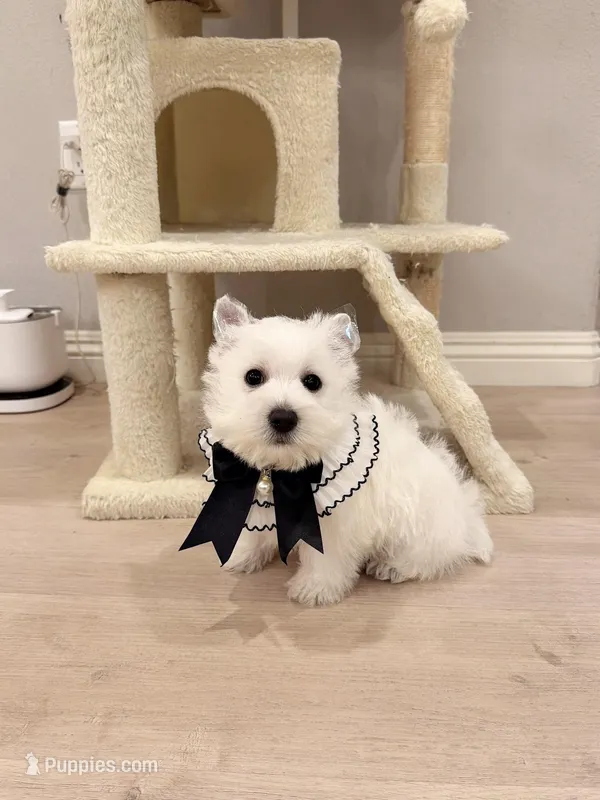 Snowball AKC
