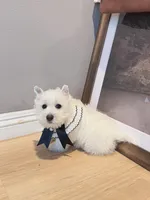 Snowball AKC, a male West Highland White Terrier for sale in Rancho Cucamonga, CA – Photo 5 of 7