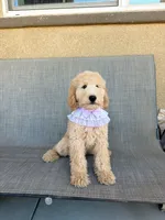Mini bear, a female Miniature Goldendoodle for sale in Rancho Cucamonga, CA – 4 of 4