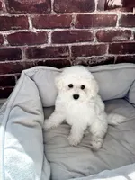 Mini Snowflakes , a male Bichon Frise for sale in Rancho Cucamonga, CA – 4 of 5