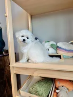 Mini Snowy, a male Bichon Frise for sale in Rancho Cucamonga, CA – 7 of 7