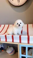 Snowball Mini, a female Bichon Frise for sale in Rancho Cucamonga, CA – Photo 3 of 6