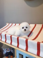 Snowball Mini, a female Bichon Frise for sale in Rancho Cucamonga, CA – Photo 6 of 6