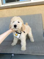 Mini Nugget, a male Miniature Goldendoodle for sale in Rancho Cucamonga, CA – 3 of 4