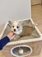 Jojo  w tail , a female Pembroke Welsh Corgi for sale in Rancho Cucamonga, CA – 4 of 5