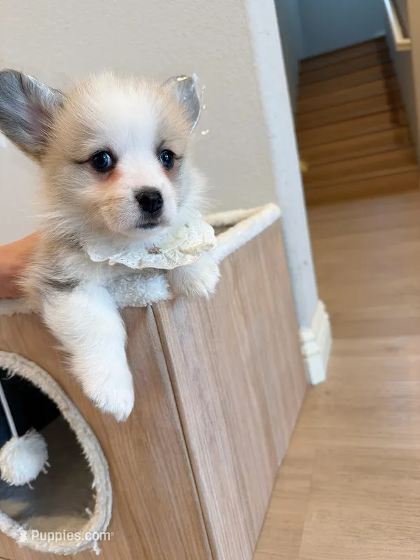 Jojo  w tail  – Pembroke Welsh Corgi puppy for sale in Rancho Cucamonga, CA
