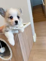 Jojo  w tail , a female Pembroke Welsh Corgi for sale in Rancho Cucamonga, CA – 1 of 5