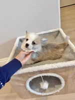 Jojo  w tail , a female Pembroke Welsh Corgi for sale in Rancho Cucamonga, CA – 5 of 5
