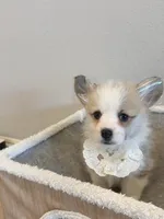 Jojo  w tail , a female Pembroke Welsh Corgi for sale in Rancho Cucamonga, CA – 2 of 5