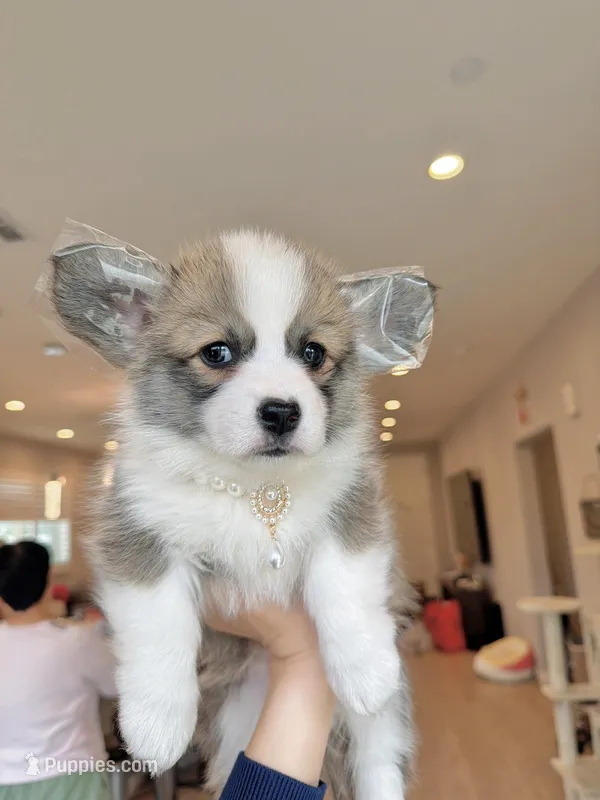 Mochi w tail – Pembroke Welsh Corgi puppy for sale in Rancho Cucamonga, CA