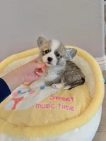 Mochi w tail, a female Pembroke Welsh Corgi for sale in Rancho Cucamonga, CA – 3 of 6