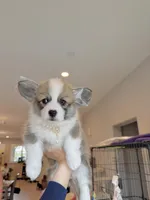 Mochi w tail, a female Pembroke Welsh Corgi for sale in Rancho Cucamonga, CA – 2 of 6