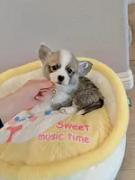 Mochi w tail, a female Pembroke Welsh Corgi for sale in Rancho Cucamonga, CA – 4 of 6