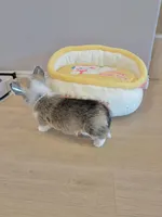 Mochi w tail, a female Pembroke Welsh Corgi for sale in Rancho Cucamonga, CA – 6 of 6