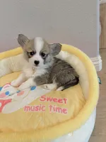 Mochi w tail, a female Pembroke Welsh Corgi for sale in Rancho Cucamonga, CA – 5 of 6