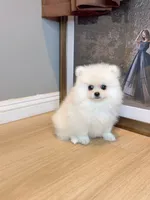 snowflake dollface, a male Pomeranian for sale in Rancho Cucamonga, CA – 5 of 5