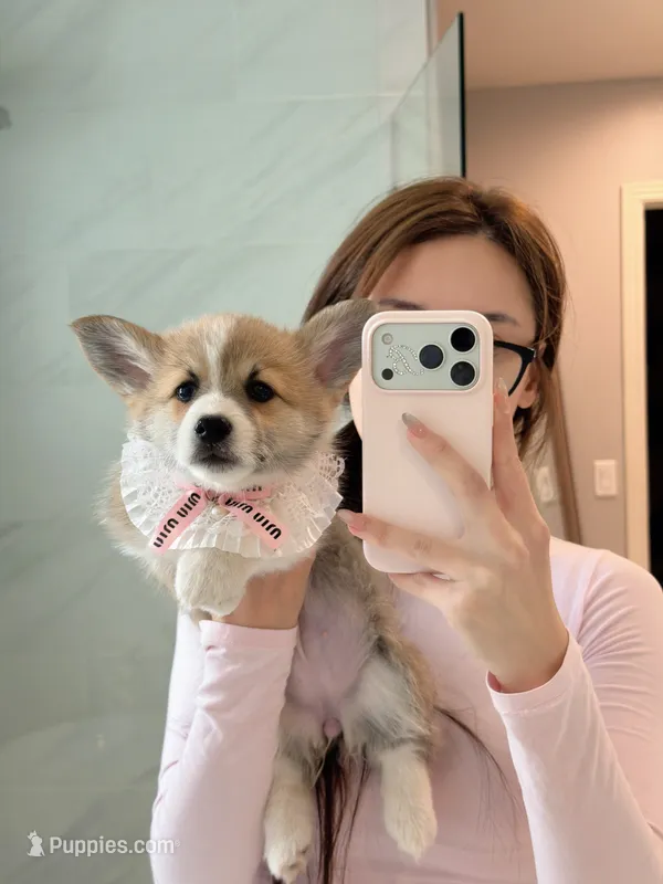 Nova w tail – Pembroke Welsh Corgi puppy for sale in Rancho Cucamonga, CA
