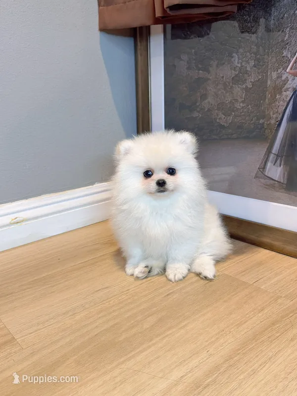 snowflake dollface – Pomeranian puppy for sale in Rancho Cucamonga, CA