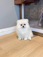 snowflake dollface, a male Pomeranian for sale in Rancho Cucamonga, CA – 1 of 5