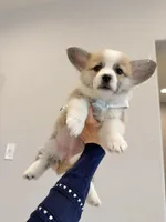 Dora w tail, a female Pembroke Welsh Corgi for sale in Rancho Cucamonga, CA – 4 of 5