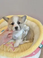 Dora w tail, a female Pembroke Welsh Corgi for sale in Rancho Cucamonga, CA – 2 of 5
