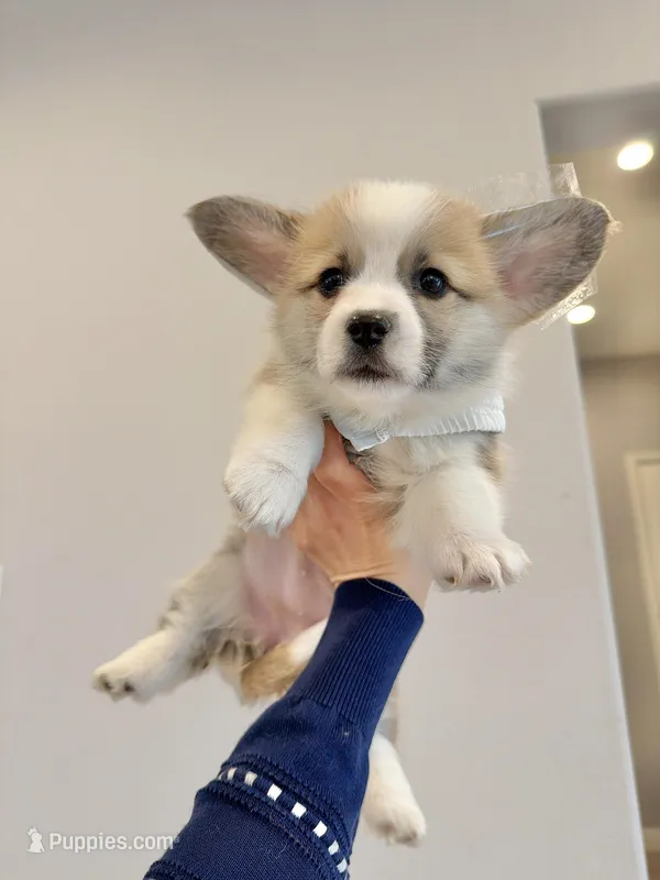 Dora w tail – Pembroke Welsh Corgi puppy for sale in Rancho Cucamonga, CA