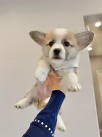 Dora w tail, a female Pembroke Welsh Corgi for sale in Rancho Cucamonga, CA – 1 of 5