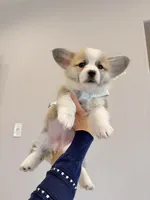 Dora w tail, a female Pembroke Welsh Corgi for sale in Rancho Cucamonga, CA – 3 of 5