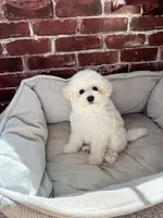 Mini Snowflakes , a male Bichon Frise for sale in Rancho Cucamonga, CA – 3 of 5