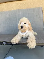 Mini peanut, a male Miniature Goldendoodle for sale in Rancho Cucamonga, CA – 2 of 4