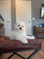 Mini Snowman, a male Bichon Frise for sale in Rancho Cucamonga, CA – 2 of 4
